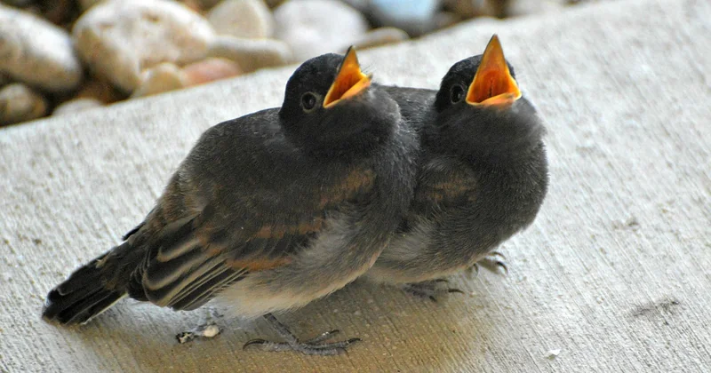 La faim et les poussées de croissance : des besoins réels qui évoluent