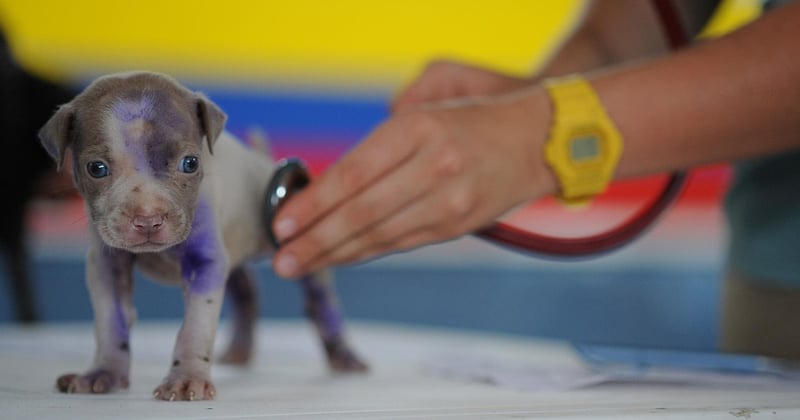 Vaincre la peur du vétérinaire chez le chien : nos astuces pour des visites sereines